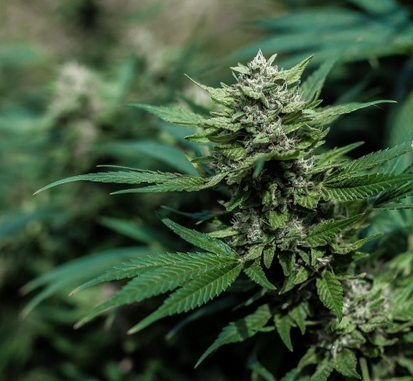 Meilleurs sites chanvre pas cher : qualité et prix imbattables